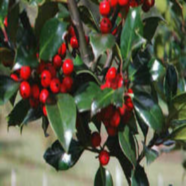 Hollyberry Fragrance Oil product image
