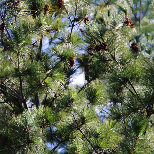 Pinyon Pine Forest Fragrance Oil product image