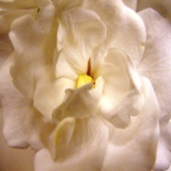 Gardenia Fragrance Oil product image