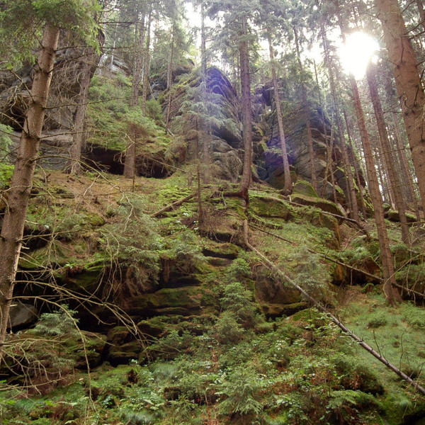 Earth & Woods Fragrance Oil product image