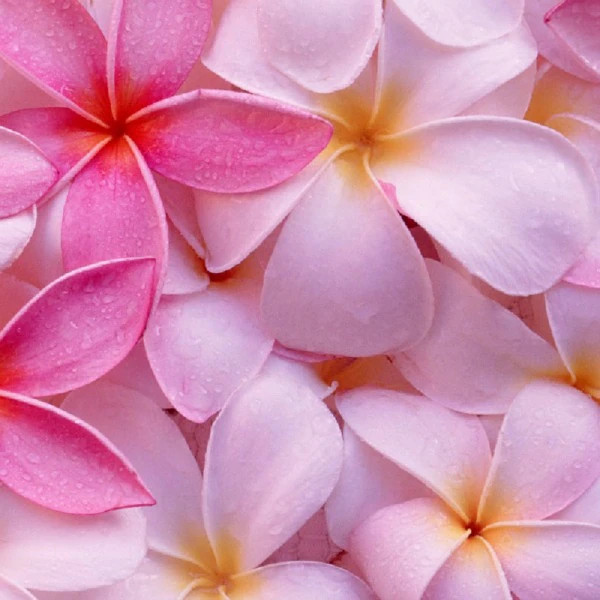 Plumeria (BBW type) Fragrance Oil product image