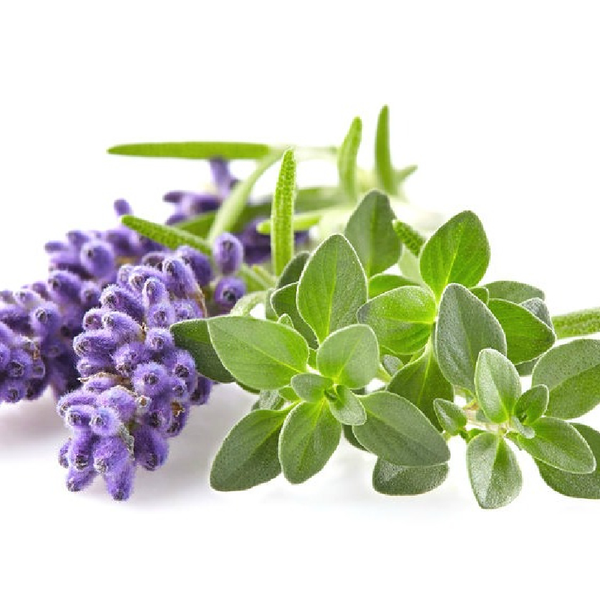 Lavender Thyme Fragrance Oil product image
