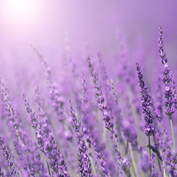 Lavender Fragrance Oil product image