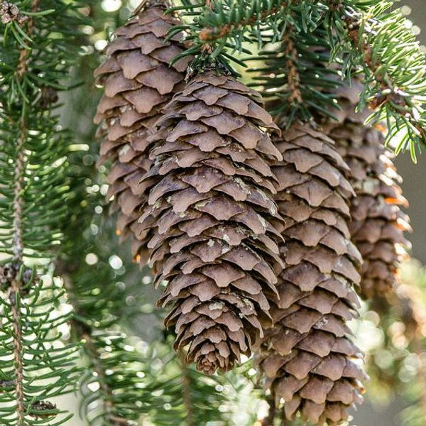 Pinecones & Amber Fragrance Oil product image