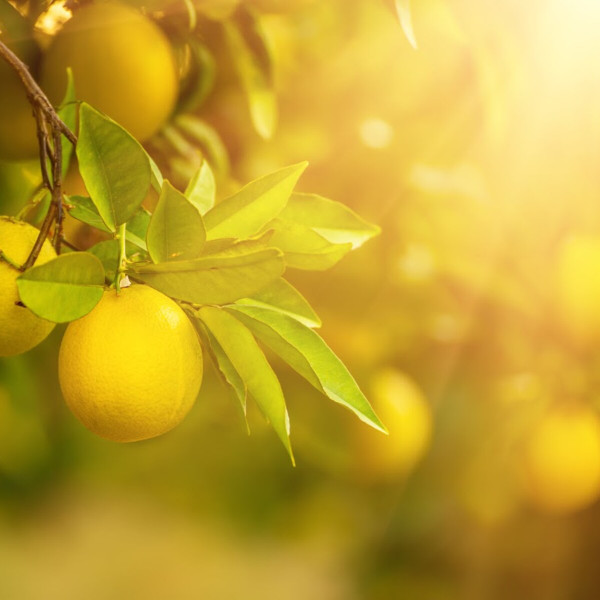 Sunshine & Yuzu Fragrance Oil product image