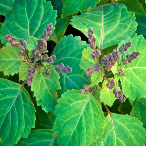 Patchouli Valensia Fragrance Oil product image