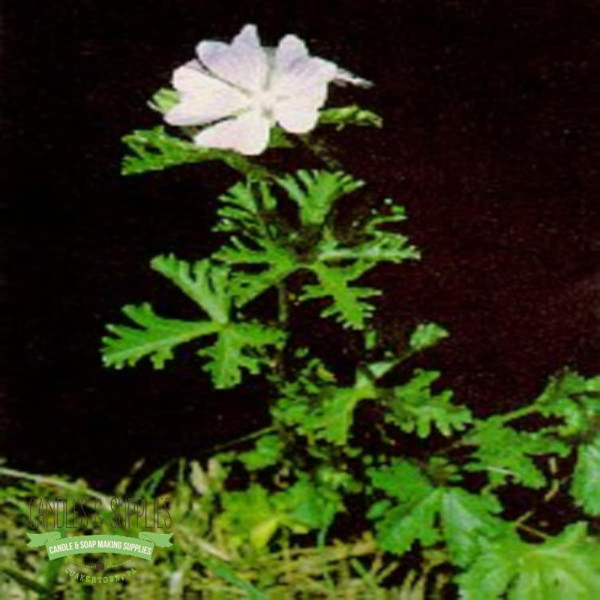 Musk Fragrance Oil product image