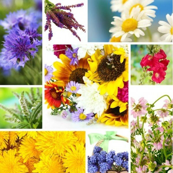 Wildflowers Fragrance Oil product image