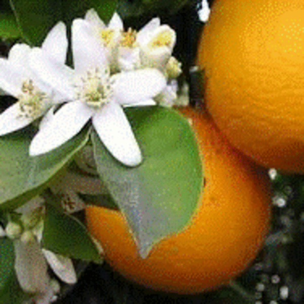 Neroli Hydrosol product image