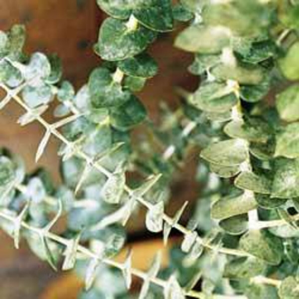 Eucalyptus Hydrosol product image