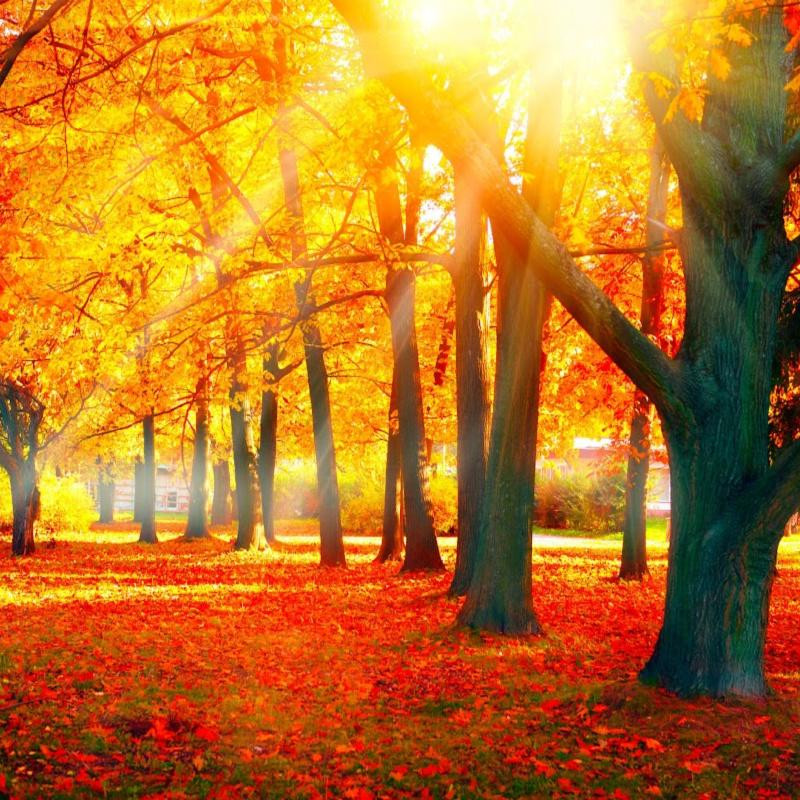 Autumn Afternoon Fragrance Oil product image