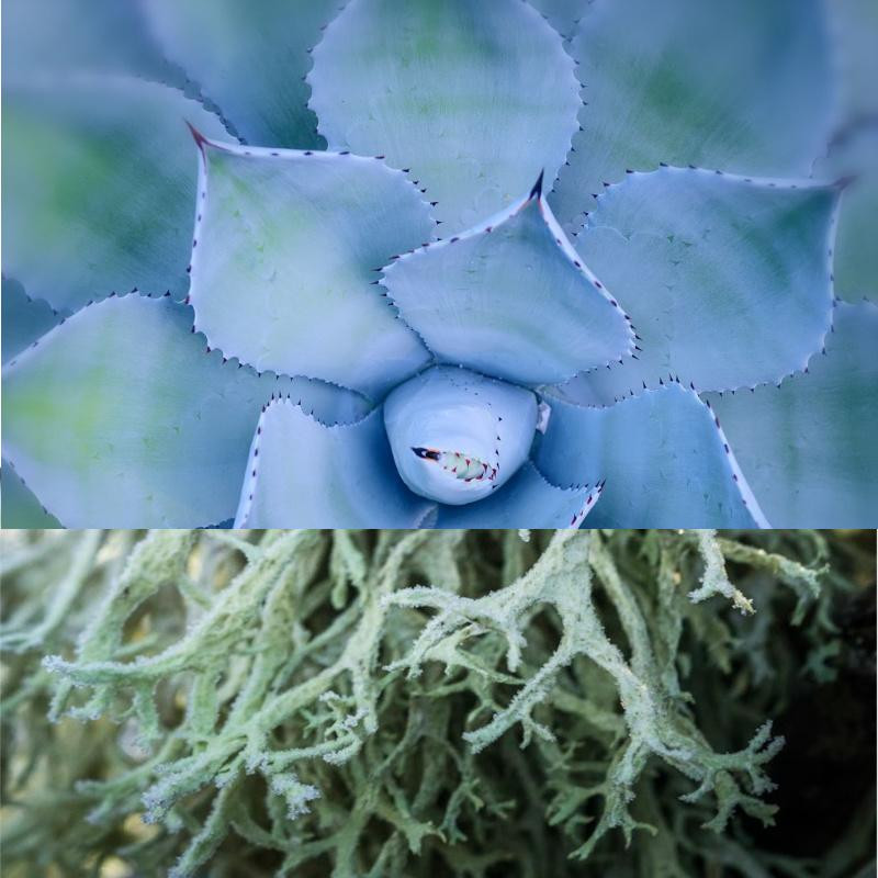 Succulent Agave & Oakmoss Fragrance Oil product image