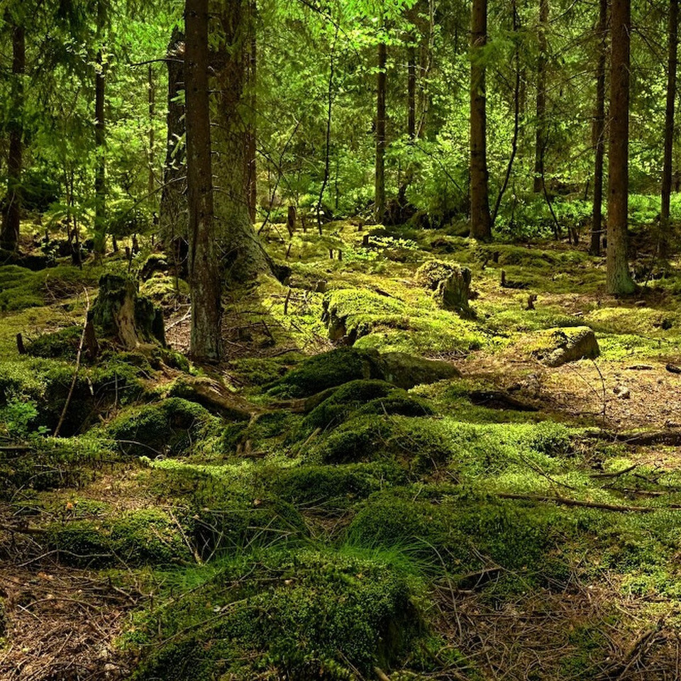 Arabian Woods (Tom Ford type) Fragrance Oil product image