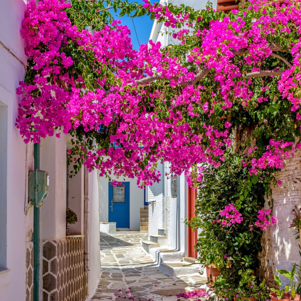 Bouganvillea Fragrance Oil product image