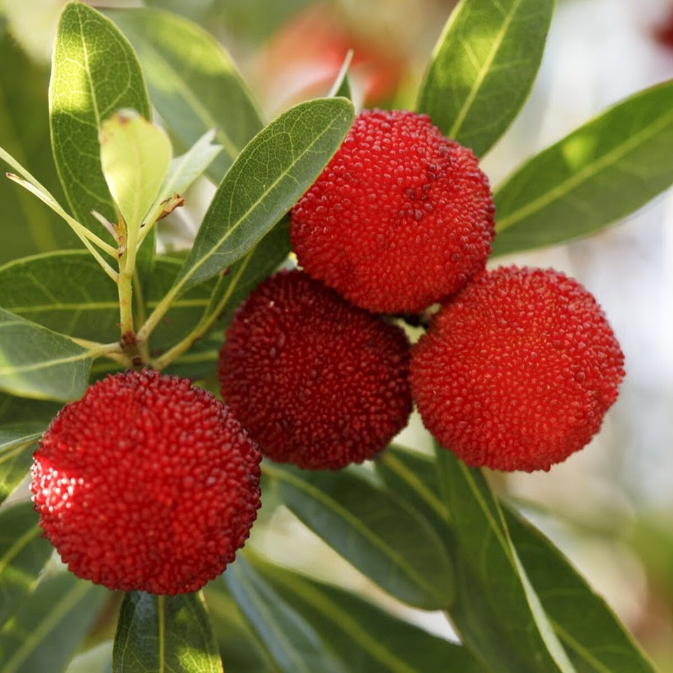 Bayberry Fragrance Oil product image