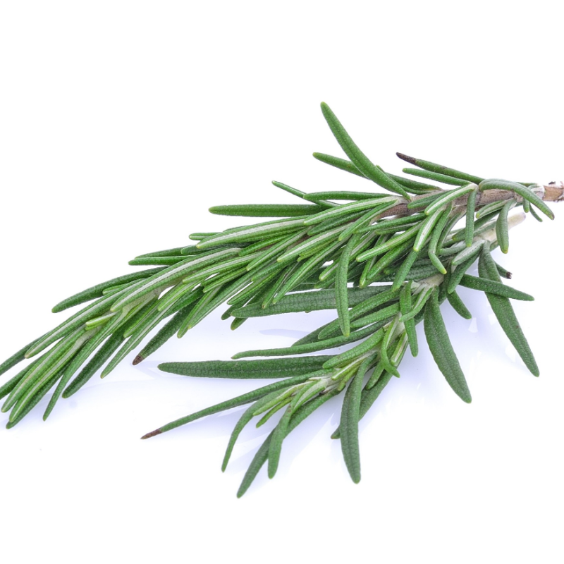 Rosemary Fragrance Oil product image