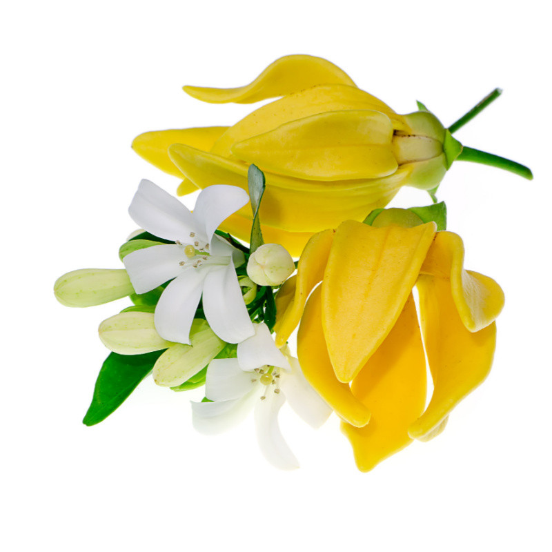 Neroli & Ylang Escape Fragrance Oil product image