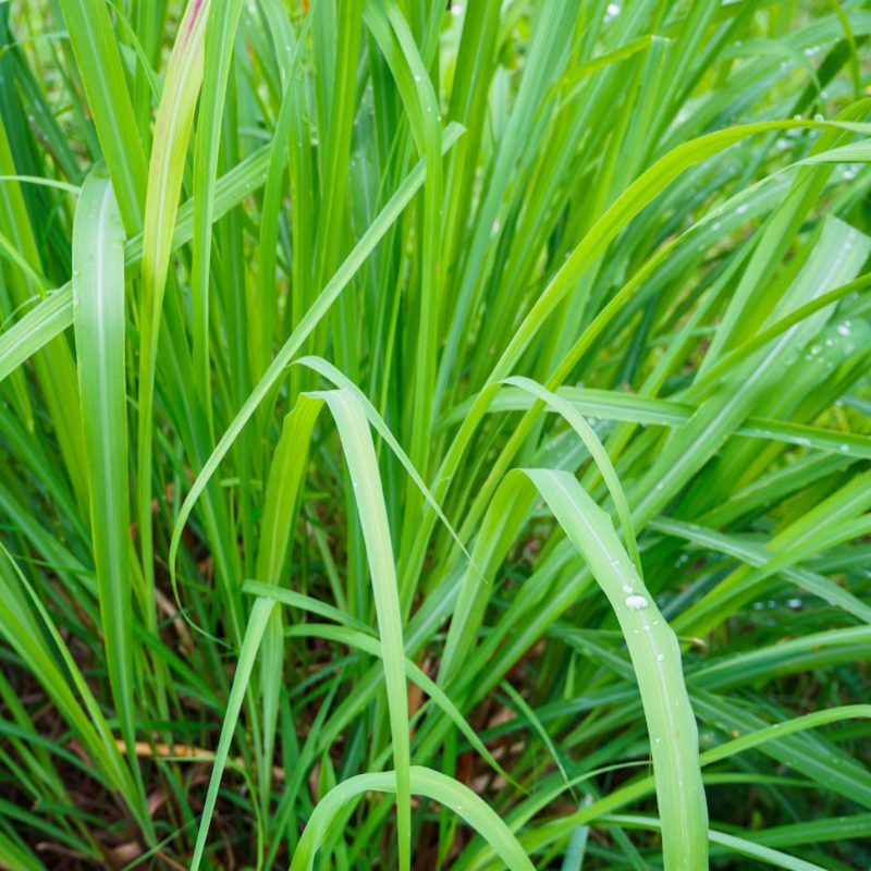 Lemongrass Fragrance Oil product image