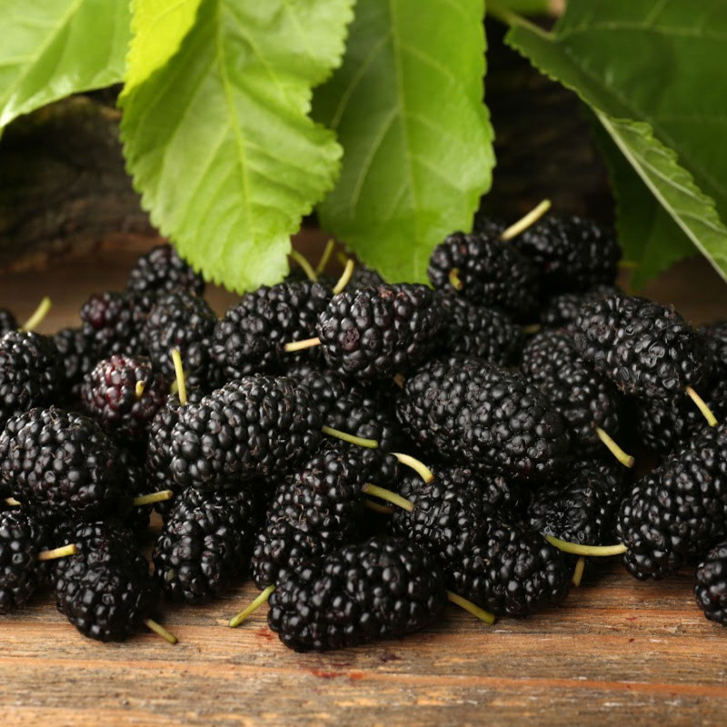 Mulberry Fragrance Oil product image
