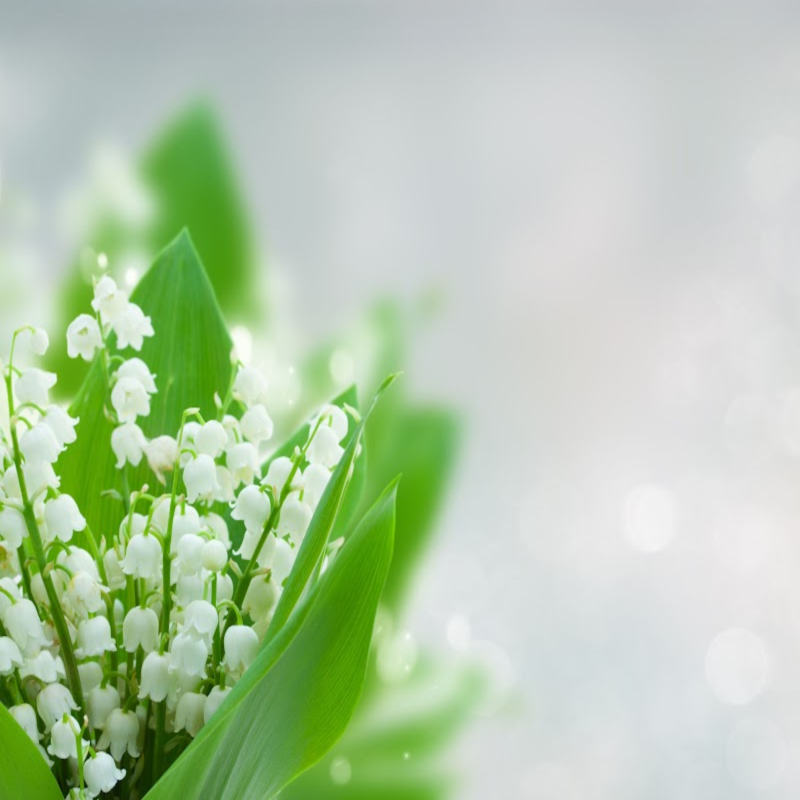 Lily of the Valley Fragrance Oil product image