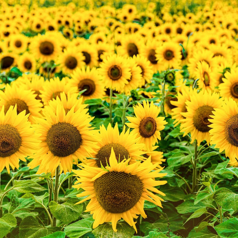 Sunflower Fragrance Oil product image