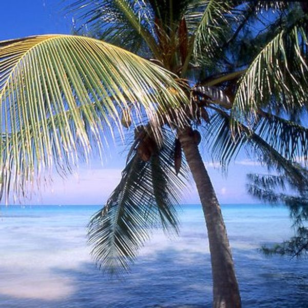 Caribbean Cool Fragrance Oil product image
