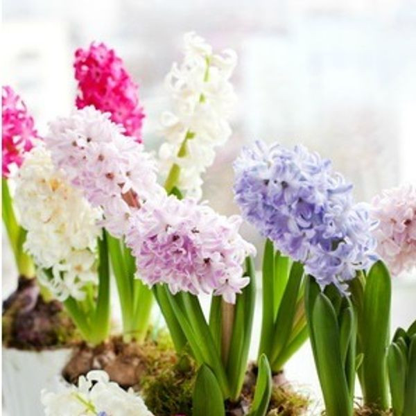 Hyacinth Fragrance Oil product image