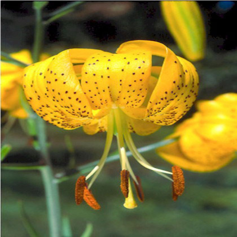 Citronella Fragrance Oil product image