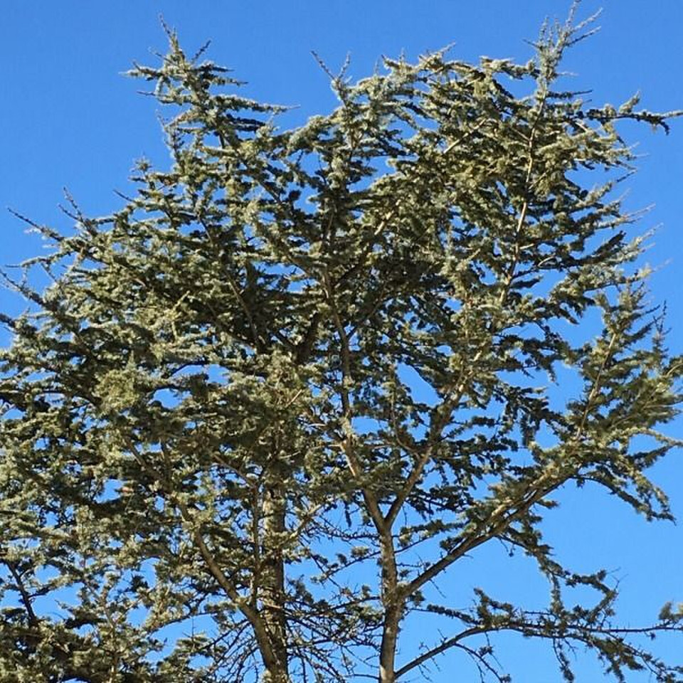 Cedar Fragrance Oil product image