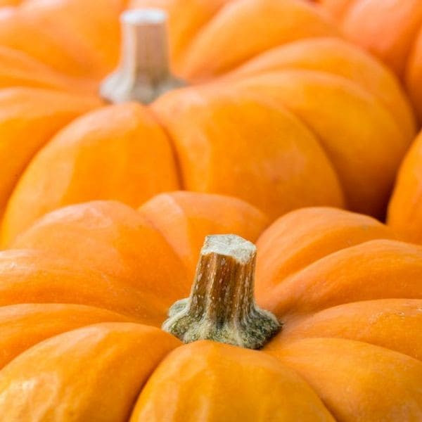 Pumpkin Fragrance Oil product image