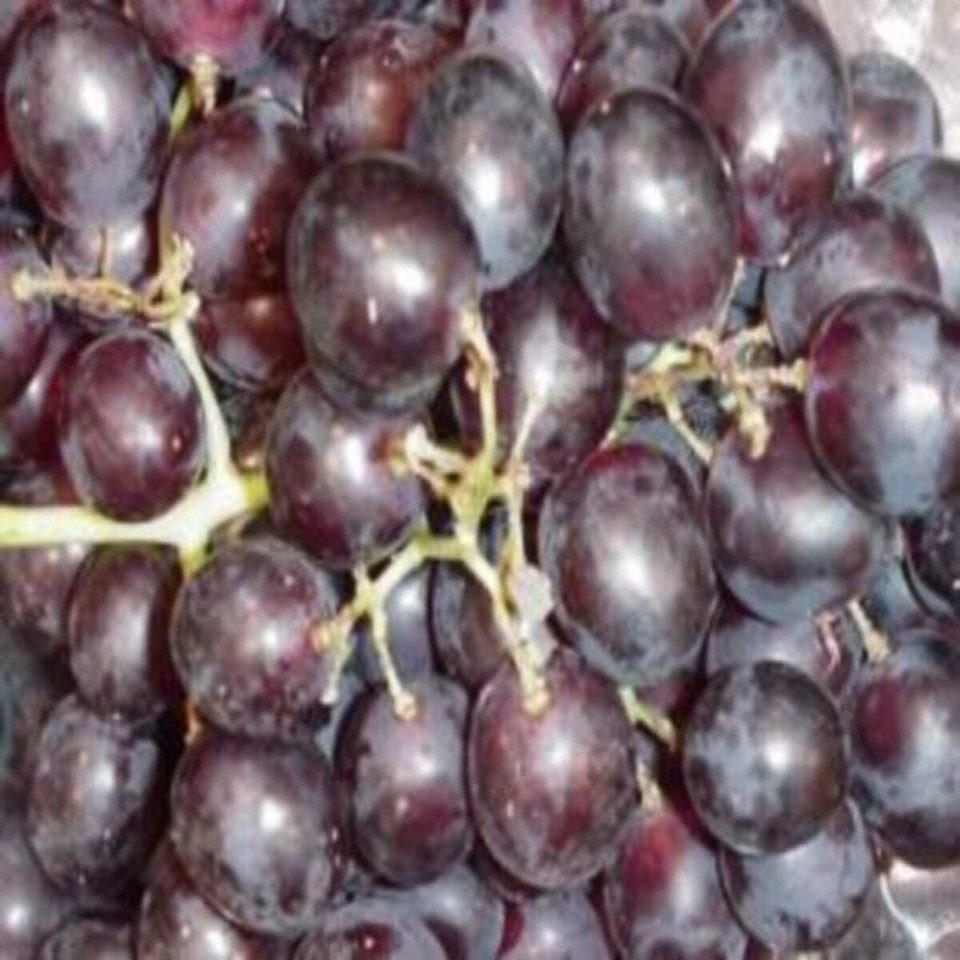 Concord Grape Fragrance Oil product image