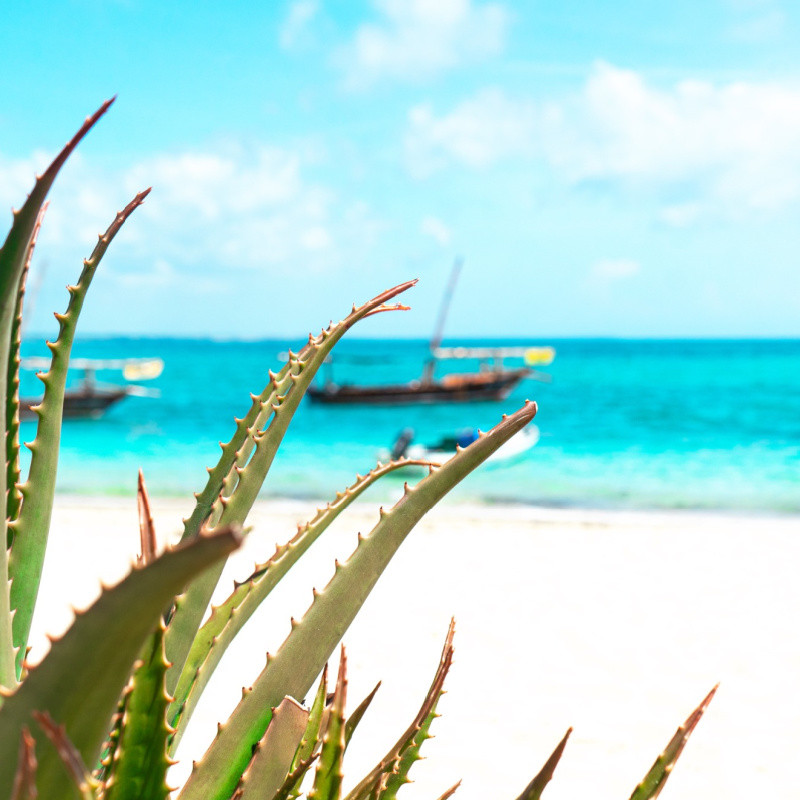 Ocean Star (Yankee type) Fragrance Oil product image