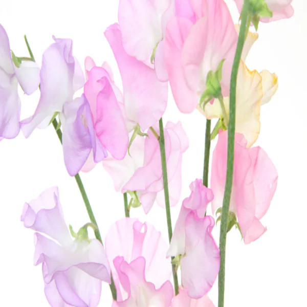 Sweet Pea (BBW type) Fragrance Oil product image