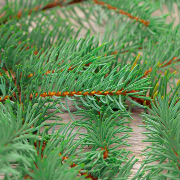 Pine Needle Fragrance Oil product image