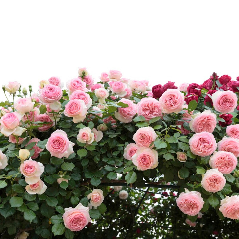 Rose Fragrance Oil product image
