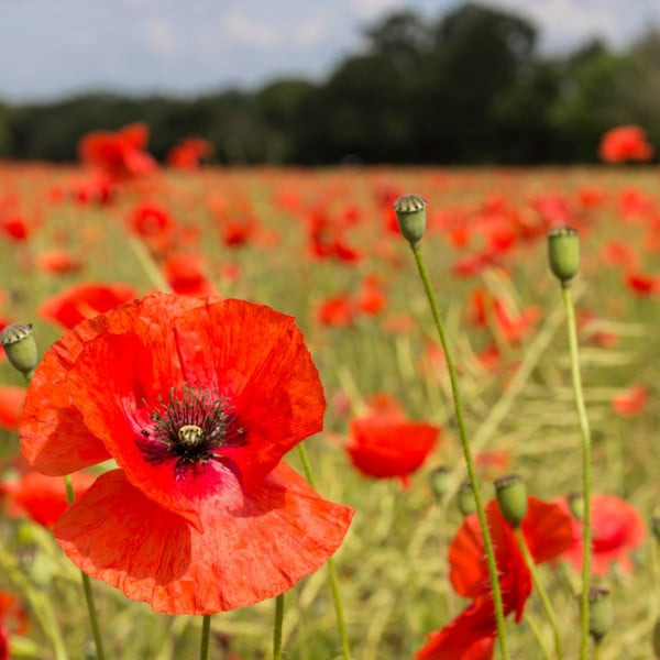 Poppy Fields Fragrance Oil product image