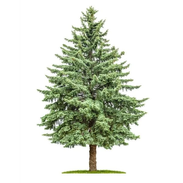 Christmas Tree Fragrance Oil product image