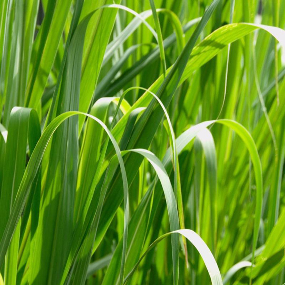 Palmarosa Essential Oil