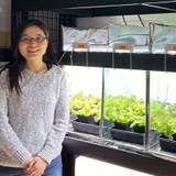 Dr. Shuyang Zhen’s Research in Controlled Environment Agriculture Supported by RAYN Luminaires and Control
