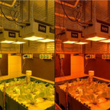 Ghent University Conducts Light Research with RAYN to Help Guide Agricultural Practices of the Future