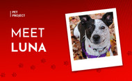 JB Tools Pet Spotlight: Luna Marie, Aussie Cattle Dog Mix