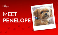 Pet Project: Penelope the Shorkie