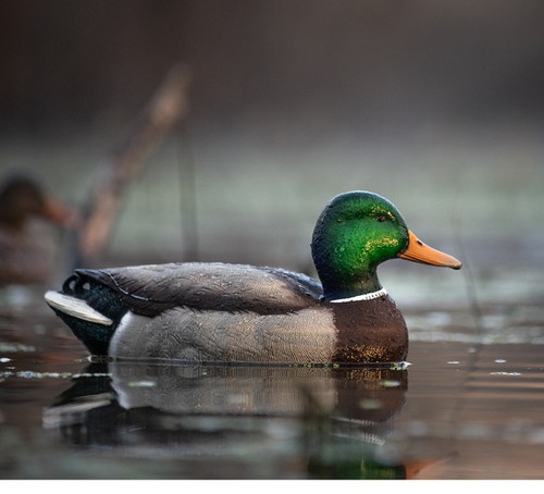 The Avian-X Topflight Fusion Mallards Decoys (AVX8076) pack includes six ultra-realistic floating duck decoys designed for waterfowl hunting. Built with durable construction, lifelike paint detail, and natural postures, these mallard decoys create a convincing spread that attracts ducks in open water. Lightweight and easy to transport, they provide hunters with reliable performance and long-lasting use during demanding hunting conditions.