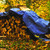 Performance Tool W6009 Reinforced Water Resistant Blue Tarp, 4Mil, 10' x 20'