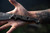 TOPS Knives Brush Wolf Knife - Tungsten Cerakote (BWLF-02)