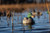 Avian-X Topflight Fusion Mallards Duck Decoys 6-Pack (AVX8076)