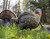 Avian-X LCD Half-Strut Jake Turkey Decoy with Carry Bag & Stake (AVX8012)