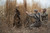 Avian-X G-Blind 4-Person Hunting Blind Mossy Oak Camo (AVX7005)