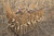 Avian-X G-Blind 4-Person Hunting Blind Mossy Oak Camo (AVX7005)