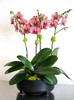 CARRERA | Triple Orchid Planter